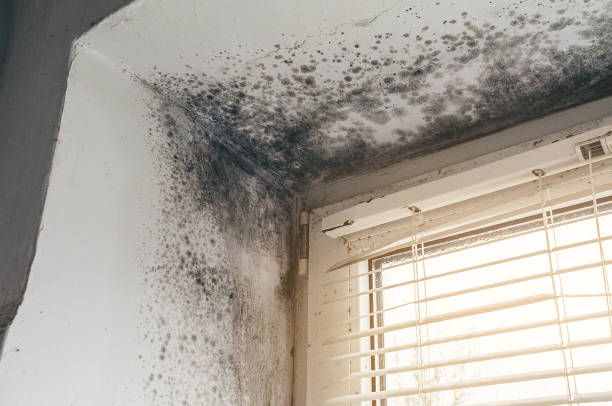 Affordable Mold Inspection And Testing solutions in Deer Park, WA
